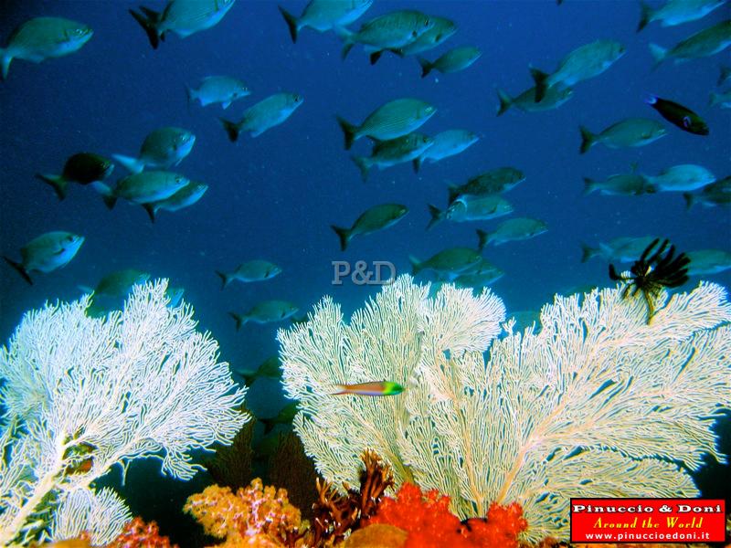 Papua Immersioni (Kavieng-New Hannover) - 31.jpg